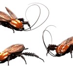 Cockroach Vs Palmetto Bug