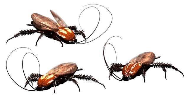 Cockroach Vs Palmetto Bug