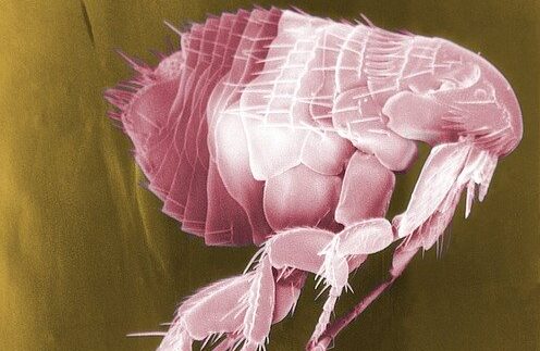 What Do Baby Fleas Look Like