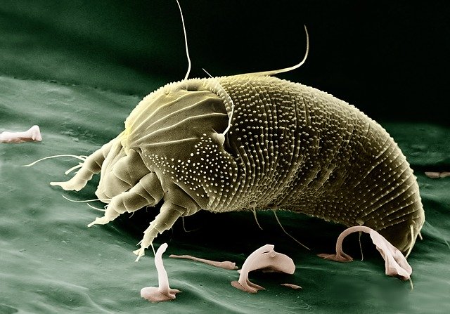 Bed Bugs Vs Mites