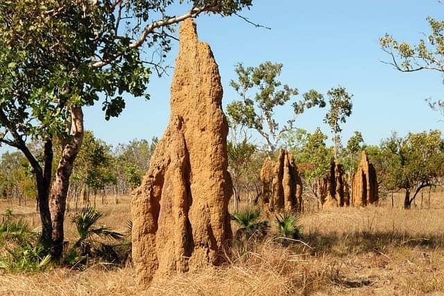 How to Get Rid of Termites – Pest Control Tips