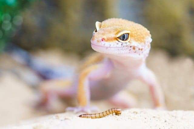 Best Substrate for Leopard Gecko