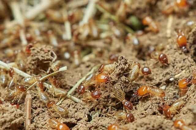 Top 9 Termite Prevention Tips