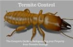 Best Termite Killer