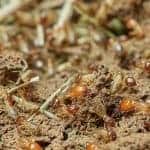 Termite Inspection Cost