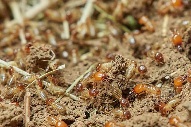 How Much Does A Termite Inspection Cost Pestpolicy