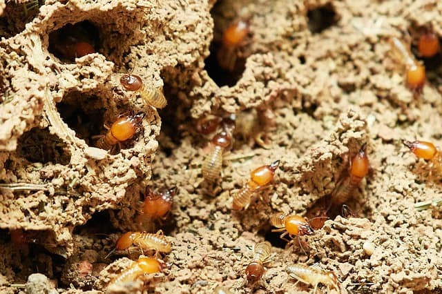 Subterranean Termites Treatment
