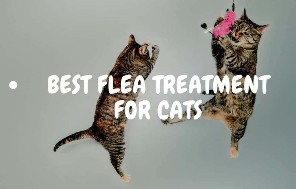 Best Flea Treatments for Cats
