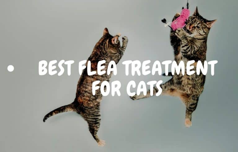 7 Best Flea Treatment for Cats in 2024
