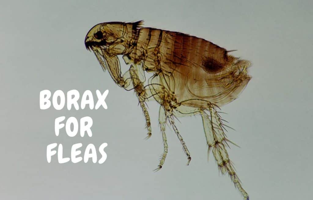 Borax Flea For Infestations At, Will Bleach Kill Fleas On Hardwood Floors