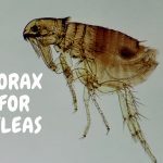 Borax Flea Killer