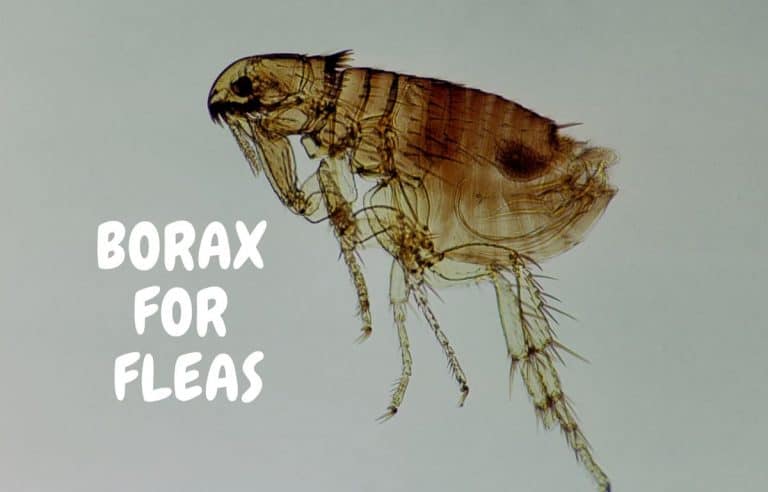 Borax Flea Killer for Infestations at Home?