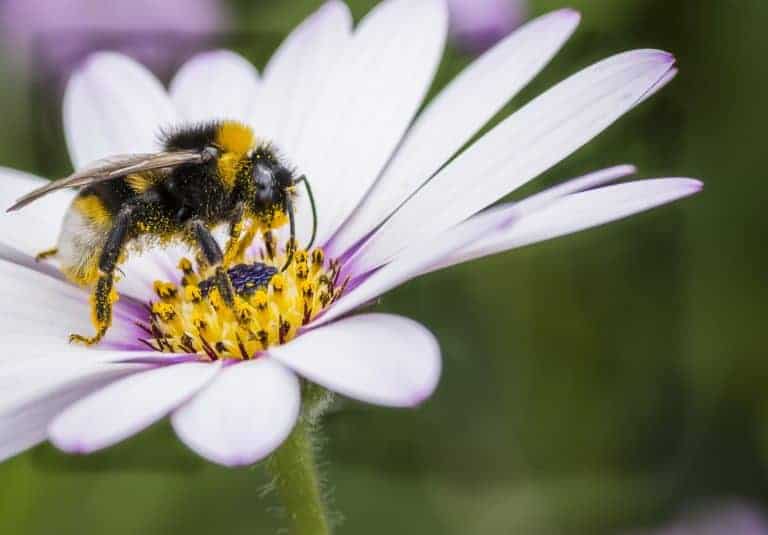 Carpenter Bee vs Bumblebee – Signs