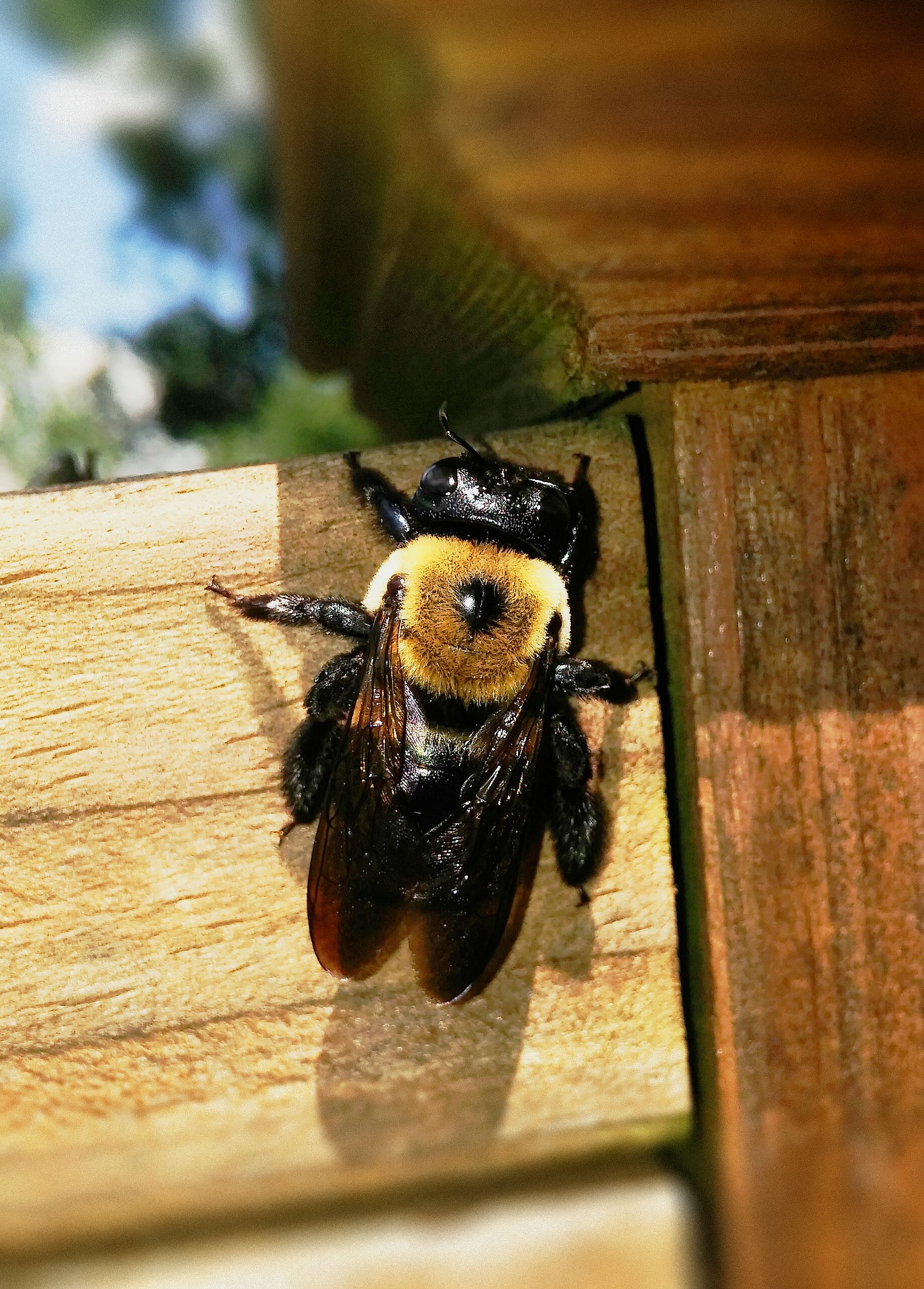 Do Carpenter Bees Sting Or Bite Entomology Explained Pestpolicy
