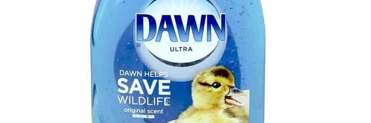 Can You Use Dawn Dish Soap for Fleas?