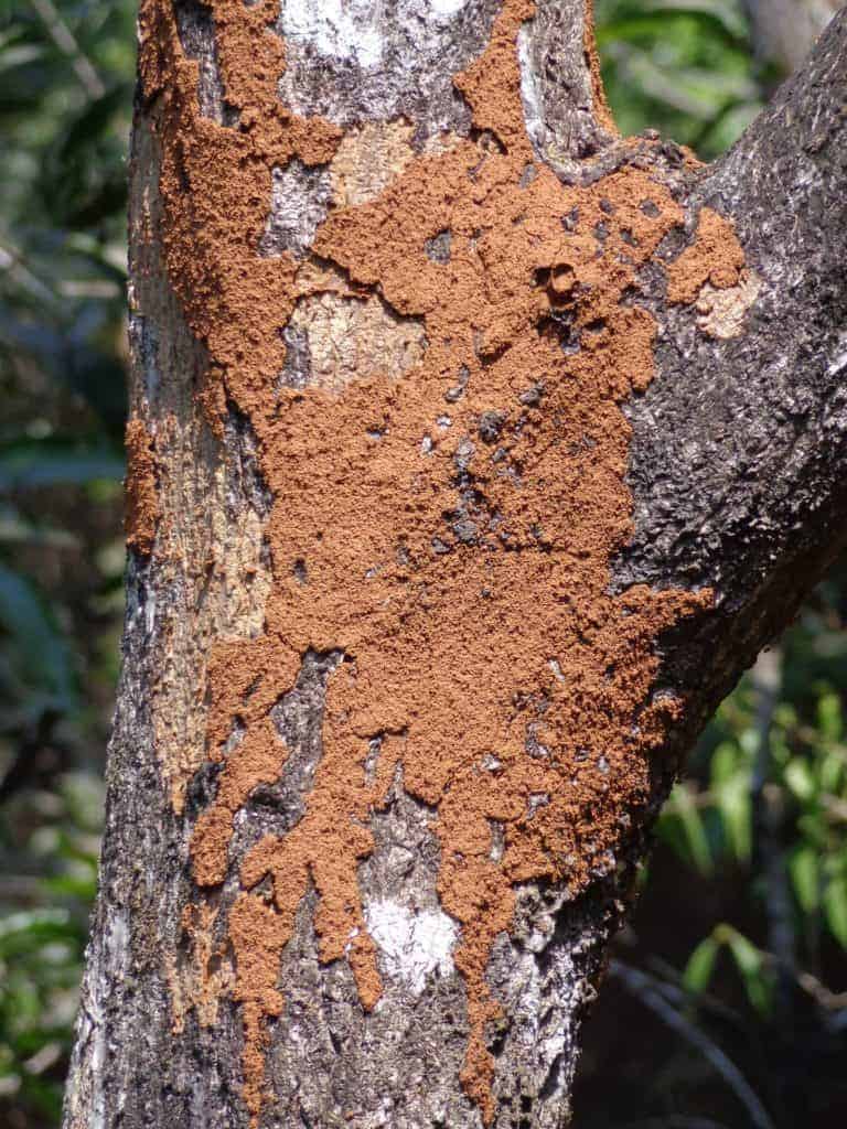 Natural Termite Control