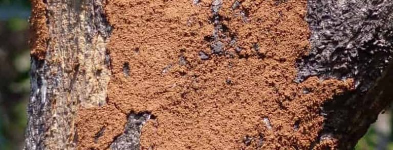Top 7 Natural Termite Control Methods