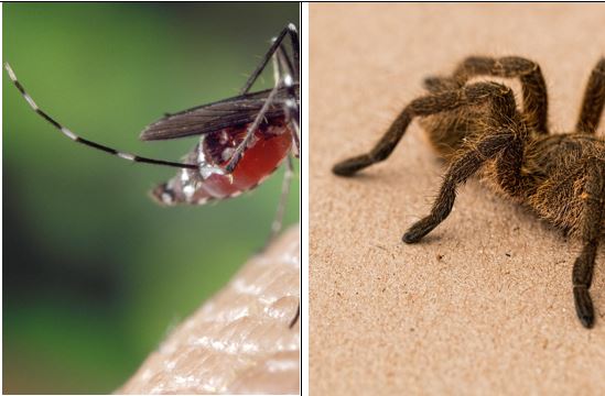 Spider Bite vs Mosquito Bite