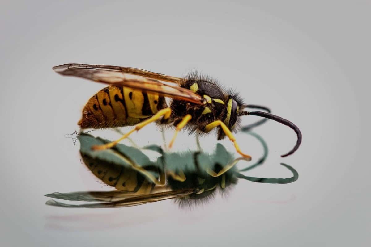 Hornet Nest Removal