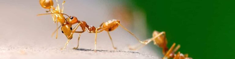 Top 7 Best Ant Killer 2024 Reviewed