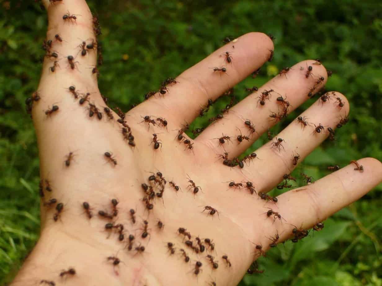 Bed Bugs vs. Ants