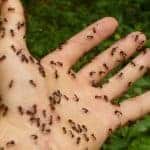 How to Get Rid Of Ants in the Bathroom