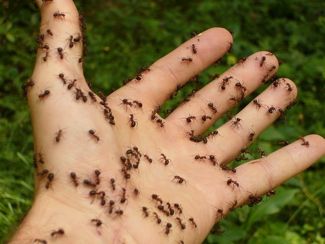 How to Get Rid Of Ants in the Bathroom