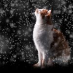 Can Cats get Fleas in the Winter