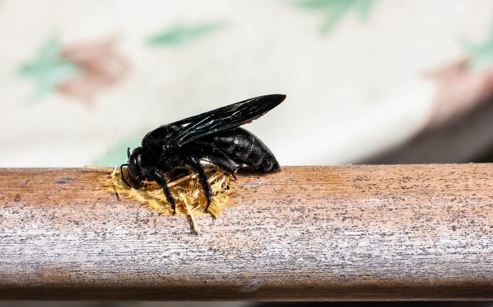 How to Get Rid Of Carpenter Bees without Killing Them 
