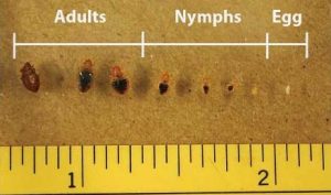 Adult Nymph Bed Bugs
