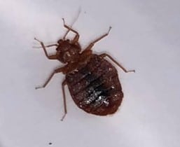 Bed Bugs Engorged with Blood