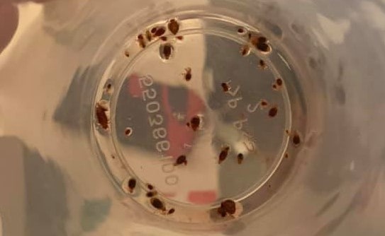 Bed bugs in a Petri Dish