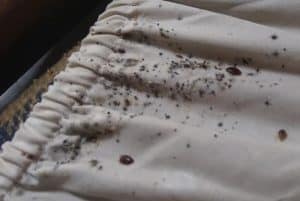 Bed bugs on Curtains