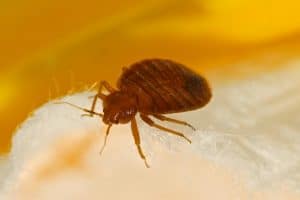 Size comparison: Bed bug vs Regular objects