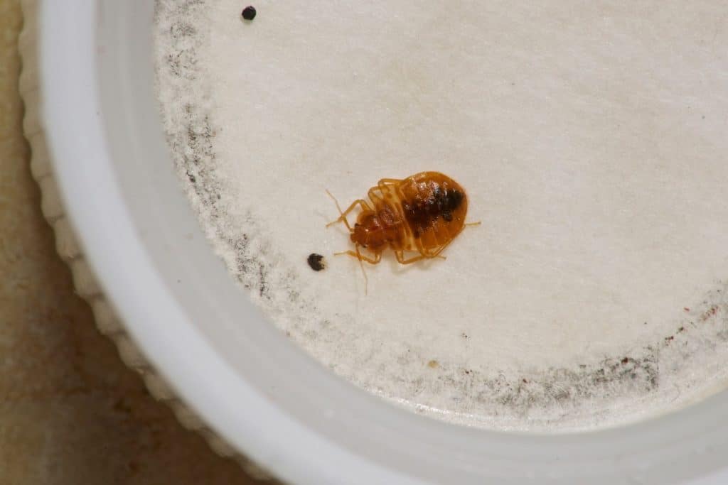 Bed bugs on a Petri Dish 2