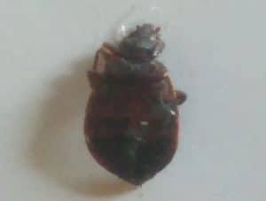 Dead Bed Bug