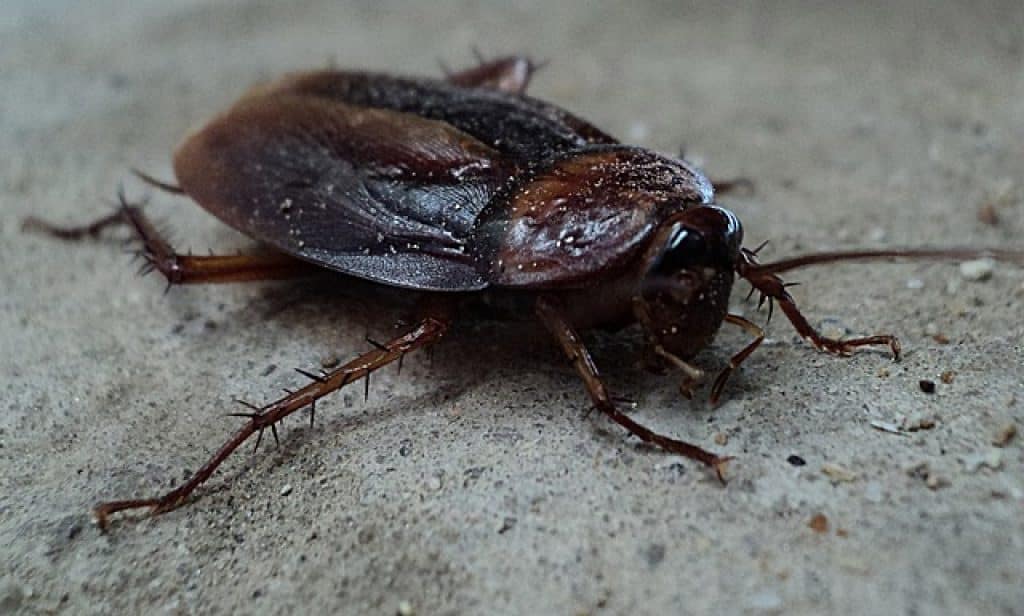 ​​Do Cockroaches Bite