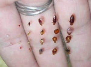 baby bed bugs