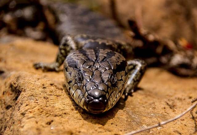 Red Eyed Crocodile Skink Care – 7 Deep Facts