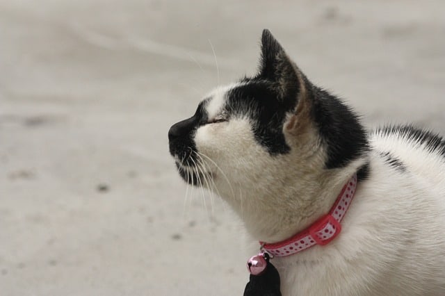 7 Best Flea Collar For Cats 2024 Reviewed