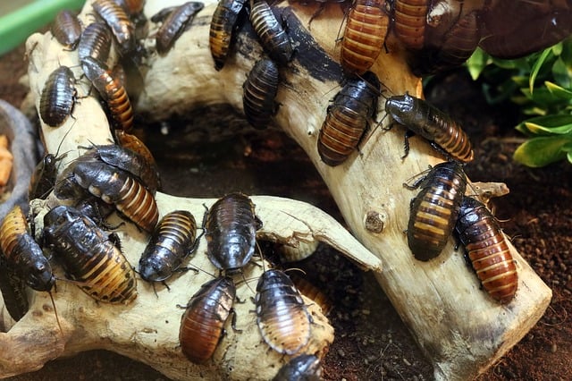 Raid Ant Roach Killer Insecticide Spray
