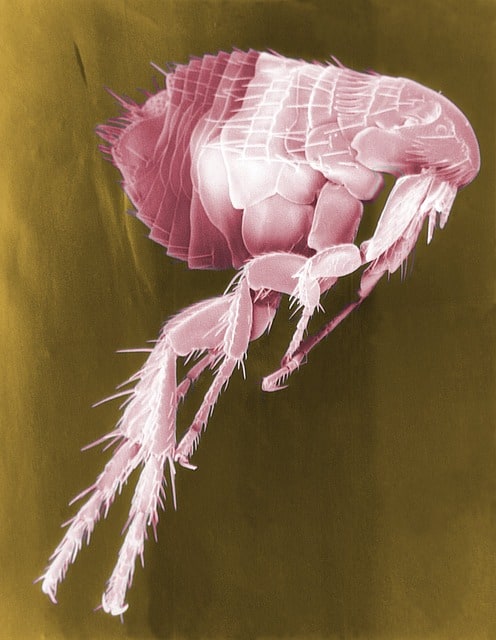 What do fleas look like