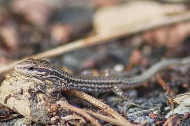 What Do Baby Lizards Eat?