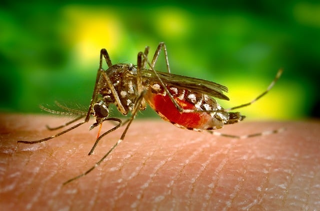 7 Best Mosquito Repellent for Yard 2024