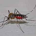 Best Mosquito Killer
