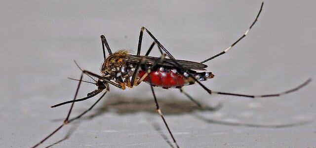 Top 7 Best Mosquito Killer 2024 Reviewed
