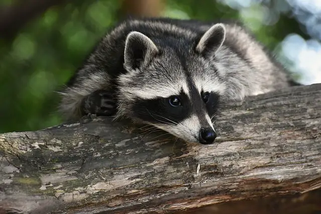 Best Raccoon Traps