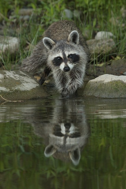 How to Repel Raccoons