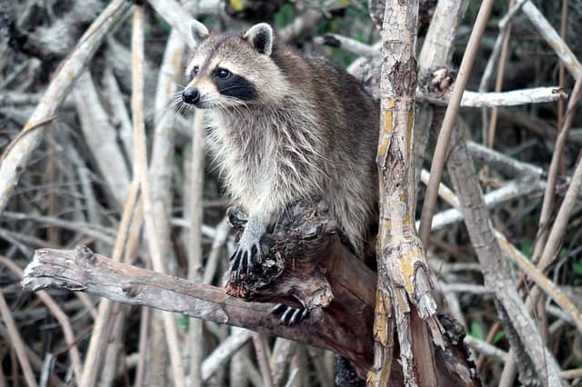 how to trap raccoons