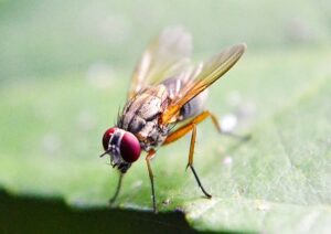 Where Do Fruit Flies Come From